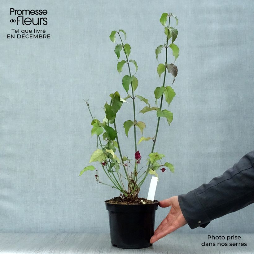 Example of Arbre aux faisans Purple Rain Pot van 2 l/3 l as you get in hiver