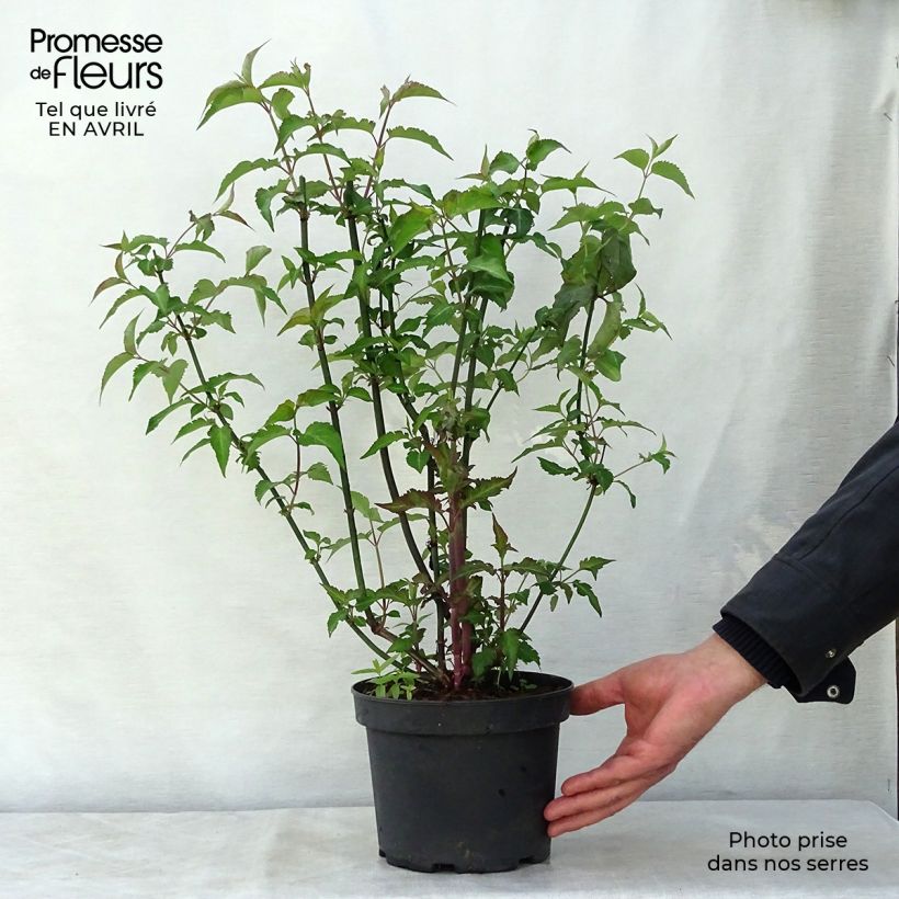 Exemplaar van Leycesteria formosa Purple Rain - Fazantenbes Pot van 2 l/3 l zoals geleverd in de lente