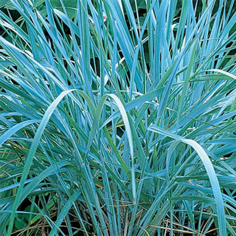 Leymus arenarius - Zandhaver (Foliage)