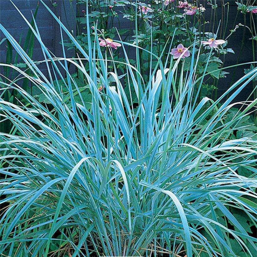 Leymus arenarius - Zandhaver (Plant habit)