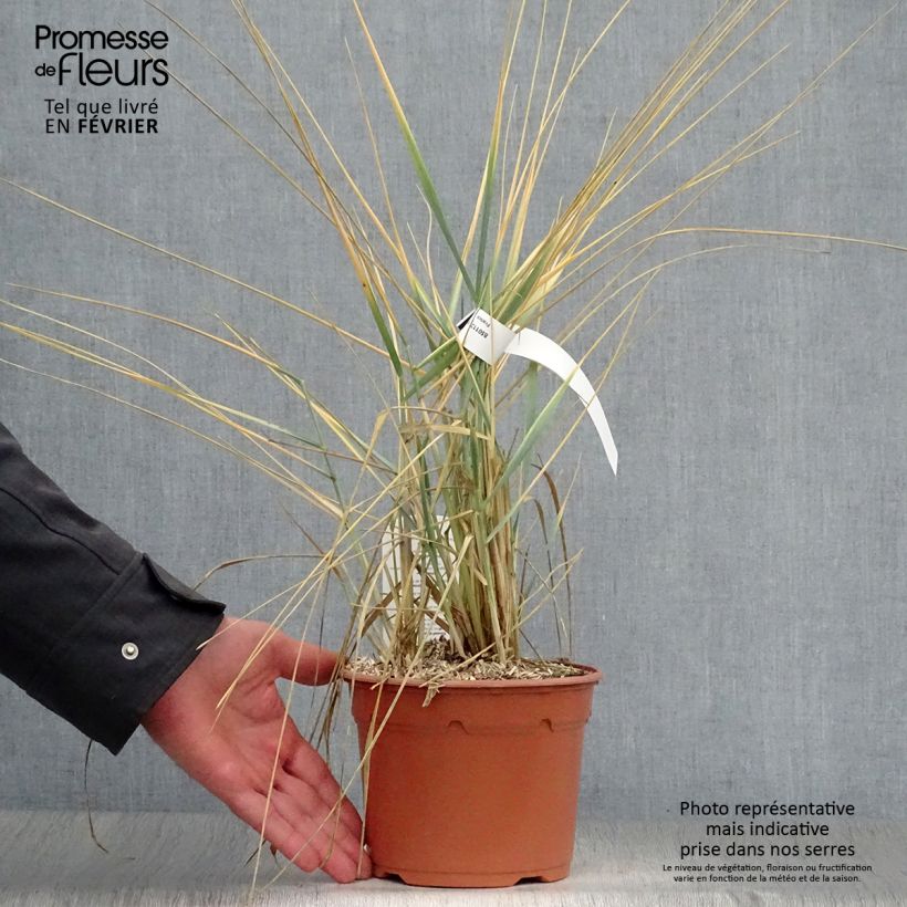 Example of Leymus arenarius - Blé d'Azur Pot van 2 l/3 l as you get in hiver