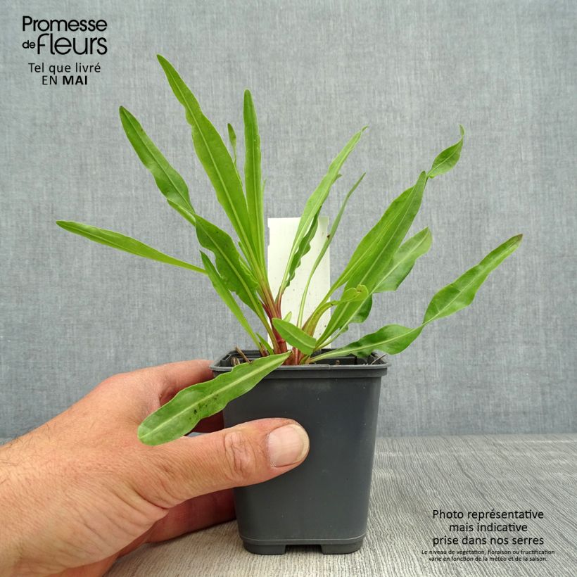 Exemplaar van Liatris ligulistylis - Lampenpoetser Kweekpotje van 8/9 cm zoals geleverd in de lente