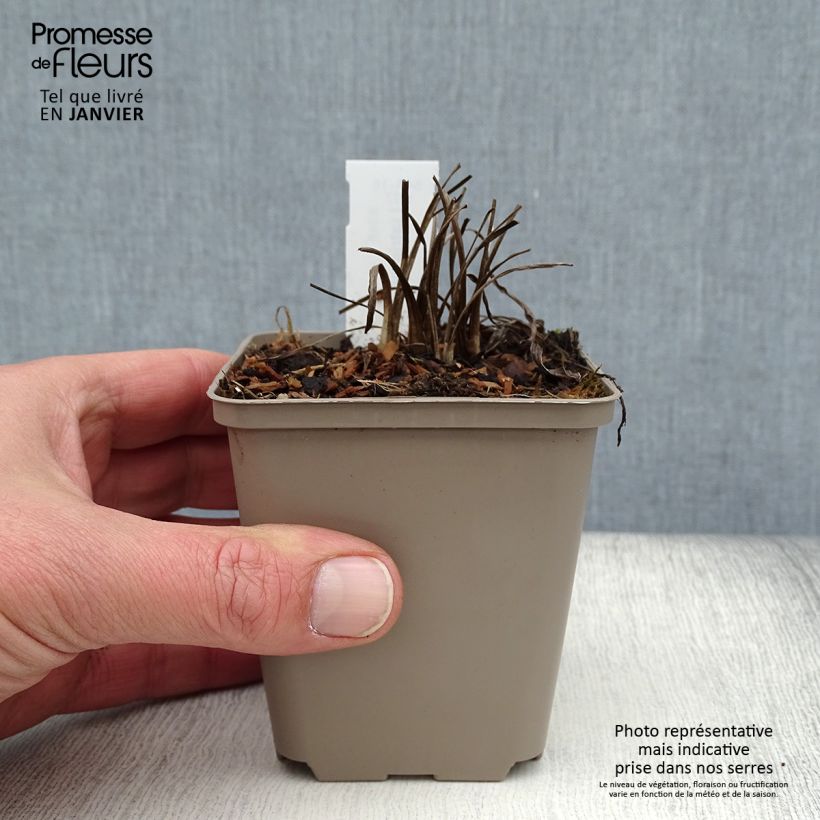 Example of Liatris pycnostachya - Prachtschaarde Kweekpotje van 8/9 cm as you get in hiver