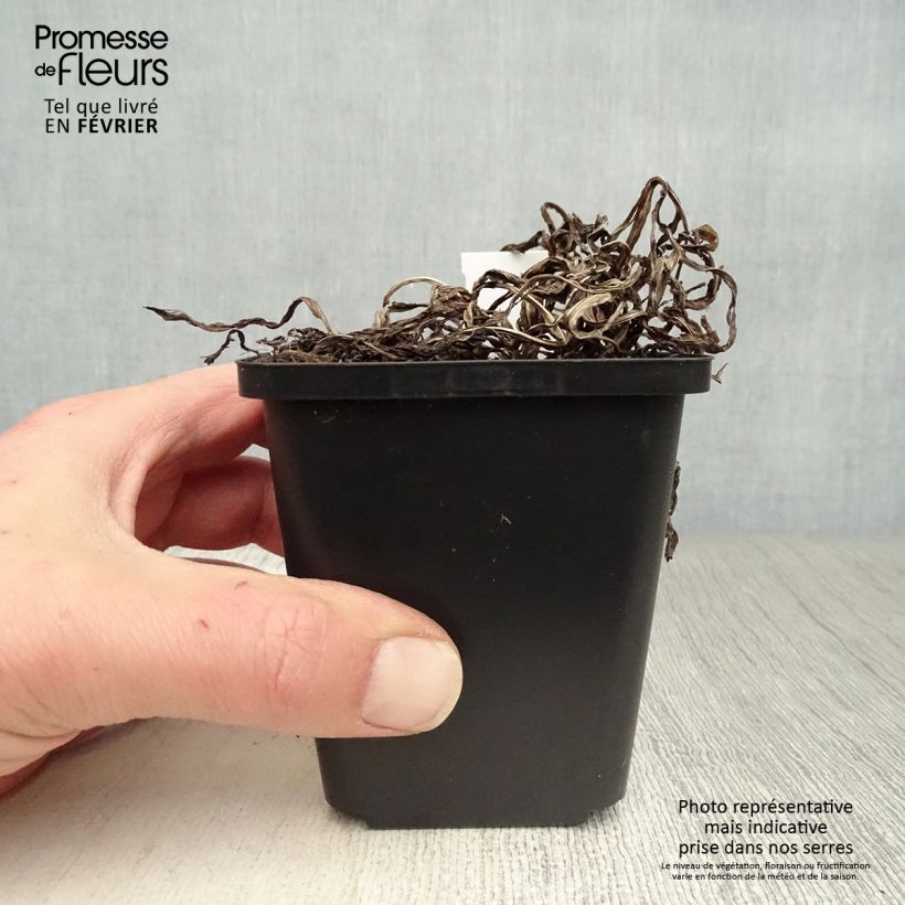 Example of Liatris spicata - Knopige slangenwortel Kweekpotje van 8/9 cm as you get in hiver