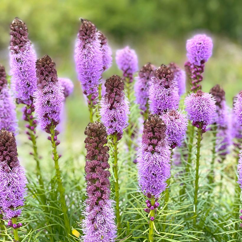 Liatris spicata - Knopige slangenwortel (Bloei)