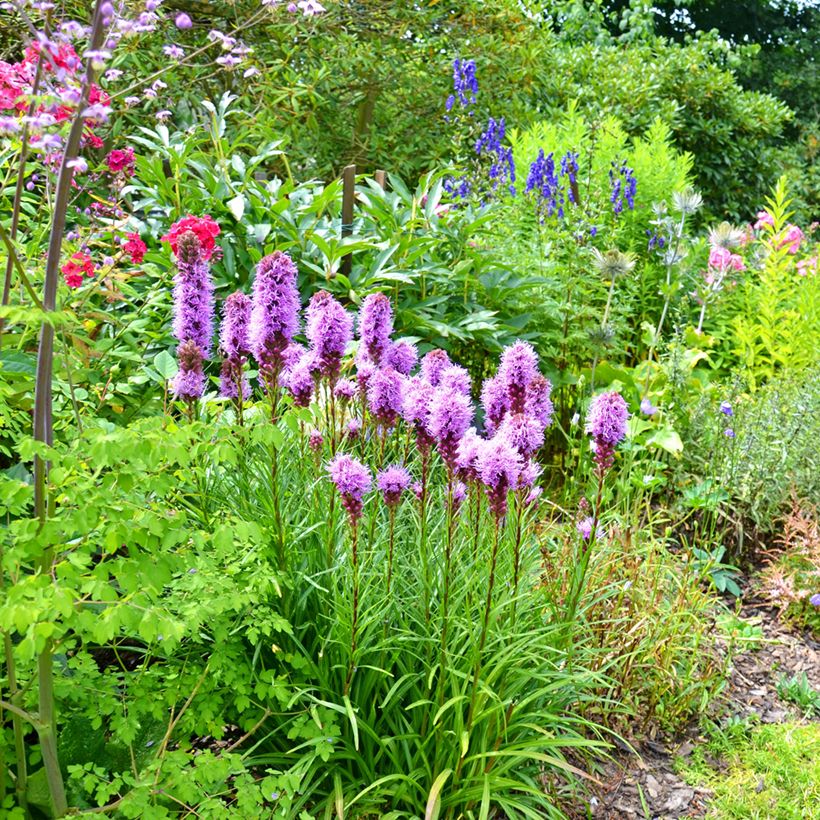 Liatris spicata - Knopige slangenwortel (Groeiplaats)