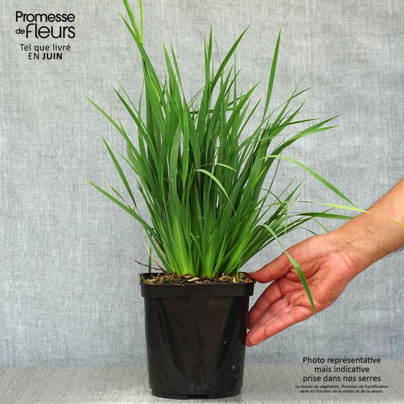 Exemplaar van Libertia sessiliflora Caerulescens - Chileense iris Pot van 2 l/3 l zoals geleverd in de zomer