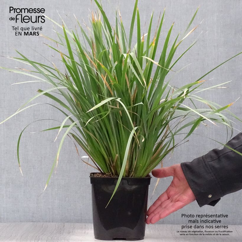 Exemplaar van Libertia sessiliflora Caerulescens - Chileense iris Pot van 2 l/3 l zoals geleverd in de lente