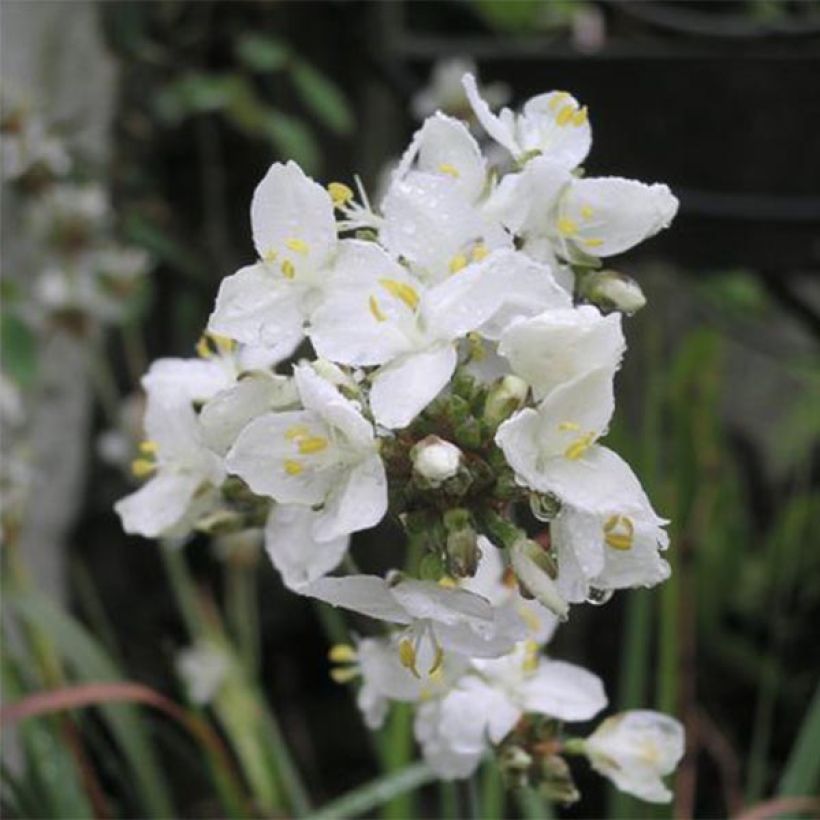 Libertia grandiflora - Nieuw-Zeelandse iris (Bloei)