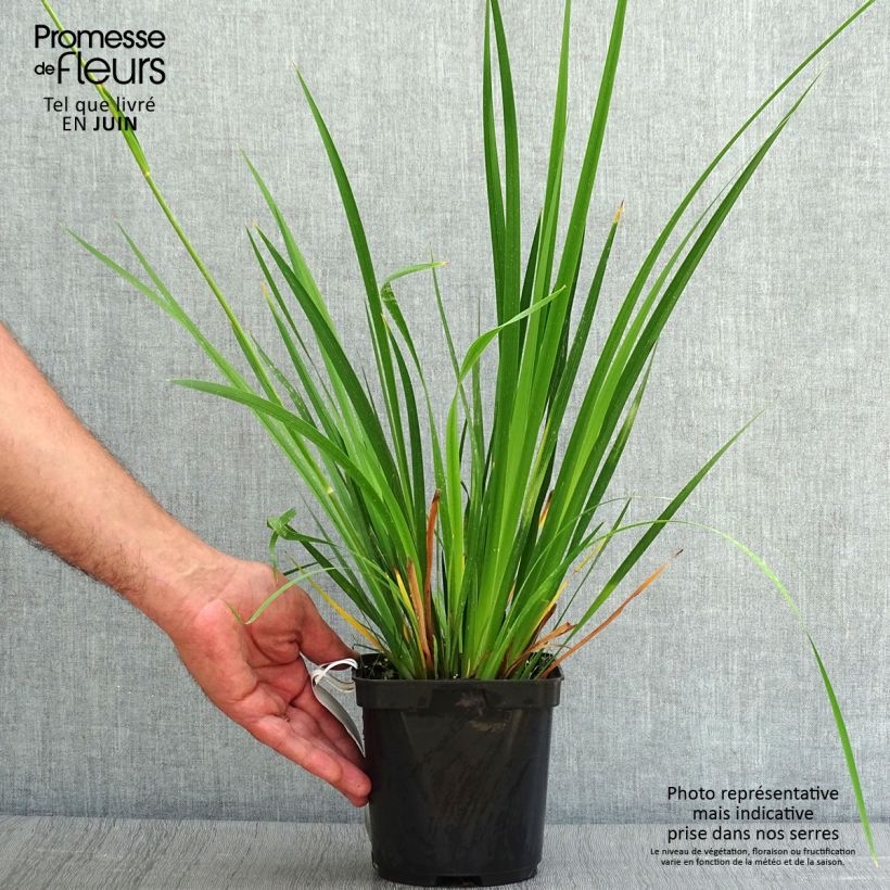 Exemplaar van Libertia grandiflora - Nieuw-Zeelandse iris Pot van 2 l/3 l zoals geleverd in de zomer