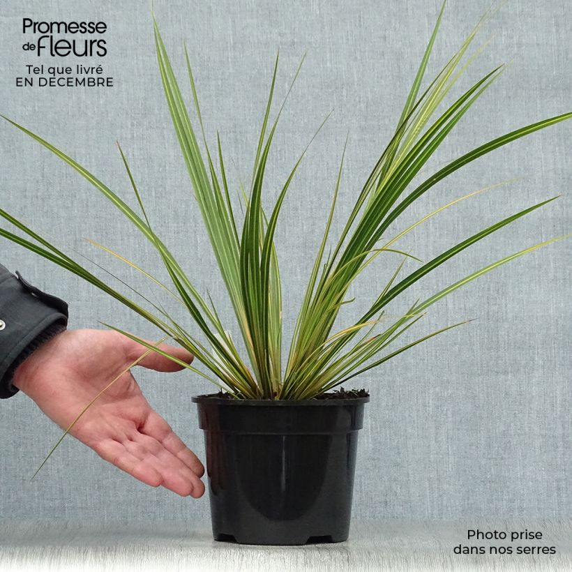 Example of Libertia ixioides Goldfinger - Nieuw-Zeelandse iris Pot van 2 l/3 l as you get in hiver