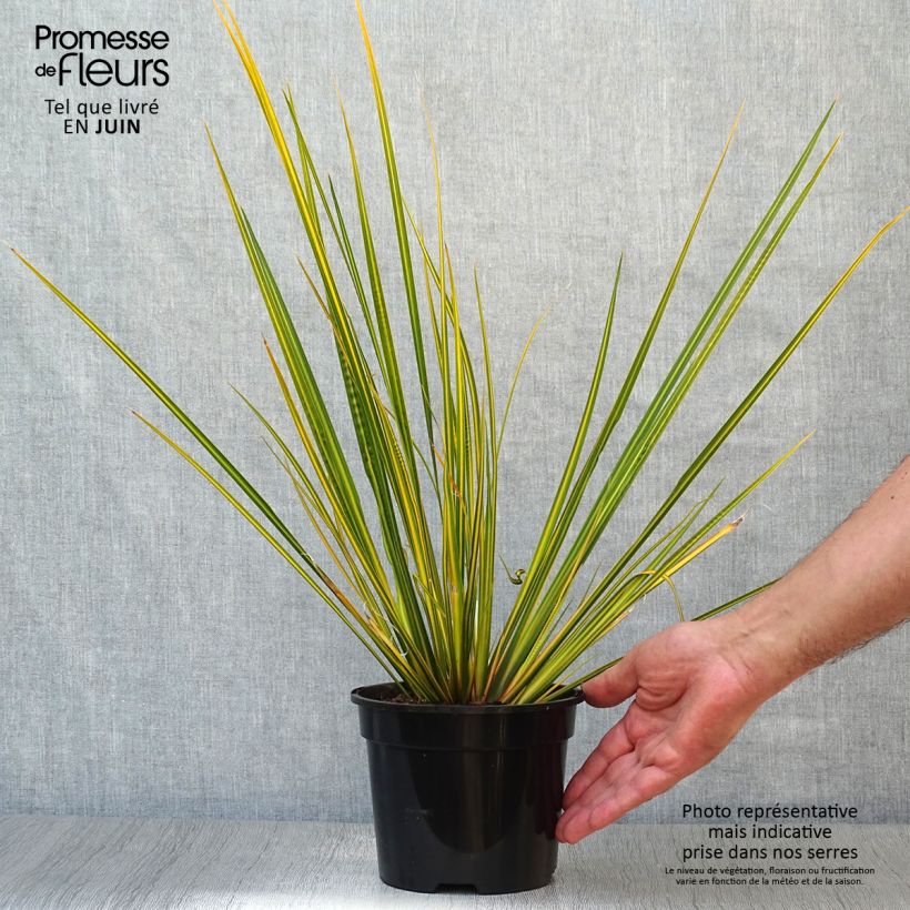 Exemplaar van Libertia ixioides Goldfinger - Nieuw-Zeelandse iris Pot van 2 l/3 l zoals geleverd in de zomer