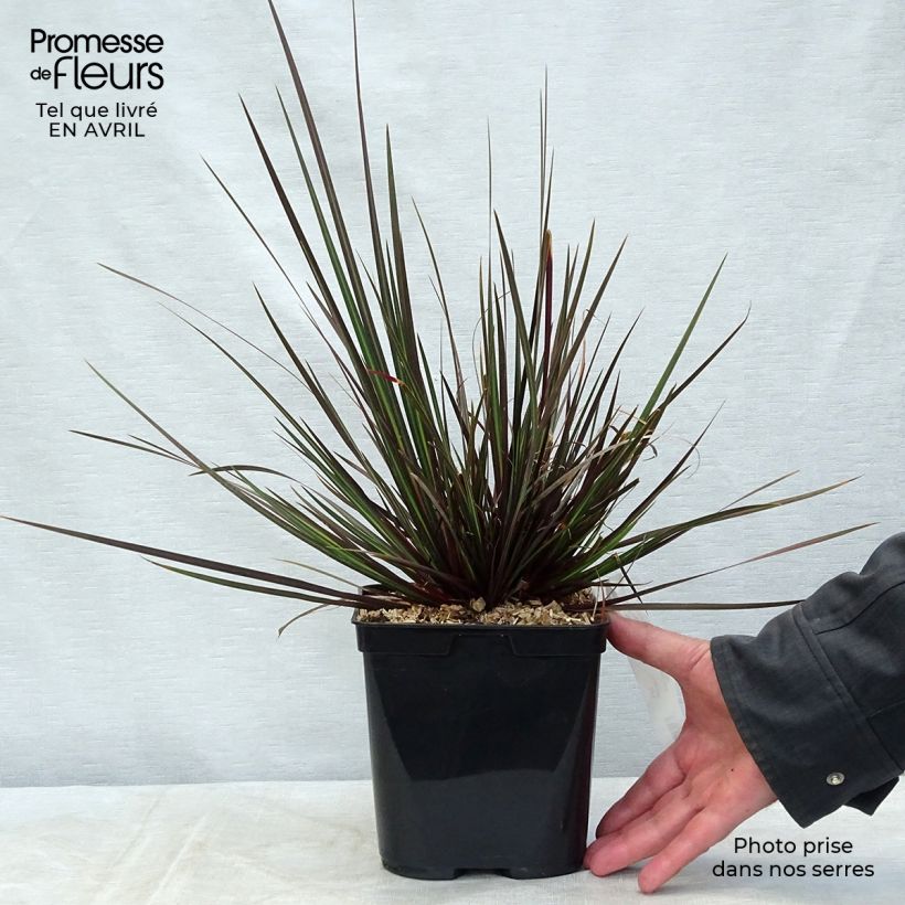 Exemplaar van Libertia ixioides Taupo Sunset - Nieuw-Zeelandse iris Pot van 2 l/3 l zoals geleverd in de lente