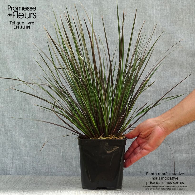Exemplaar van Libertia ixioides Taupo Sunset - Nieuw-Zeelandse iris Pot van 2 l/3 l zoals geleverd in de zomer