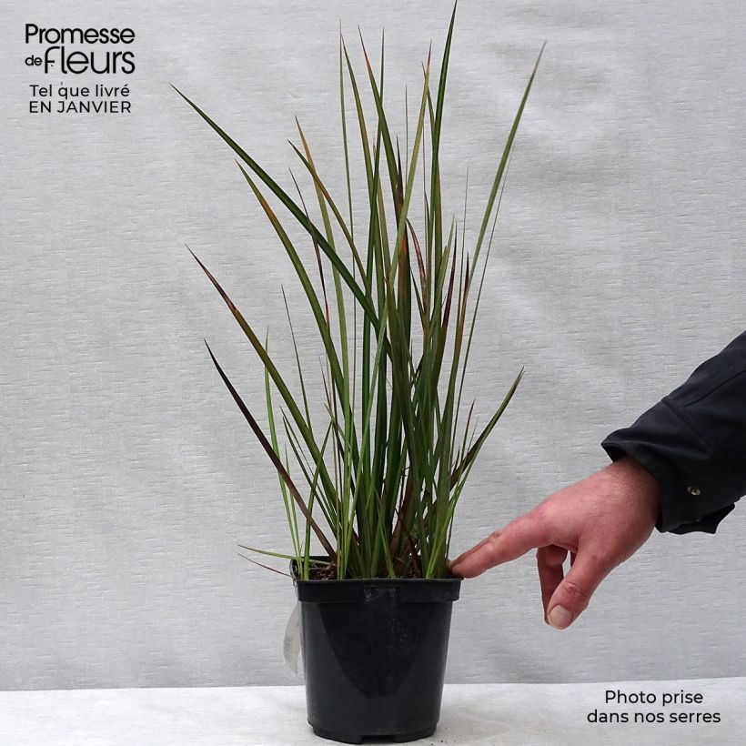 Example of Libertia peregrinans - Nieuw-Zeelandse iris Pot van 2 l/3 l as you get in hiver