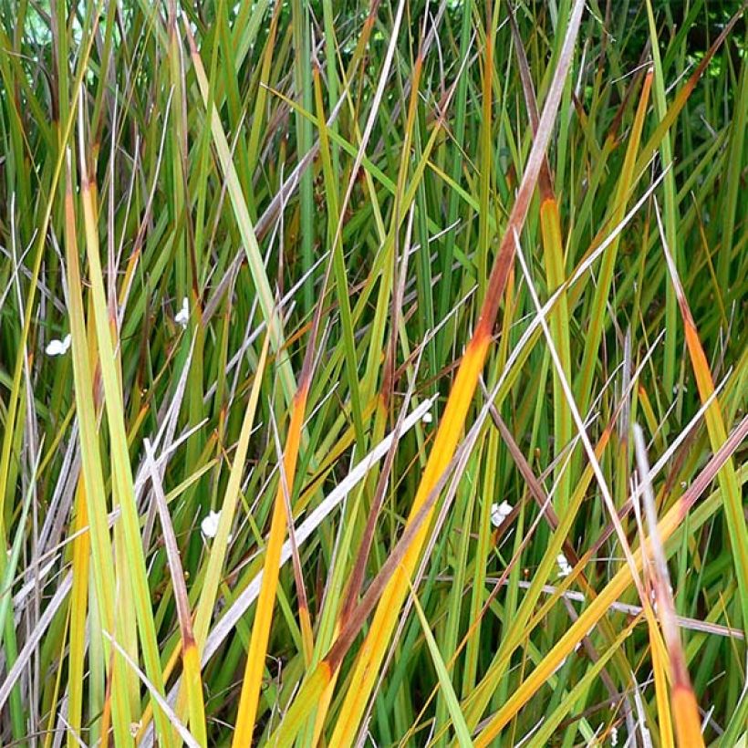 Libertia peregrinans - Nieuw-Zeelandse iris (Foliage)
