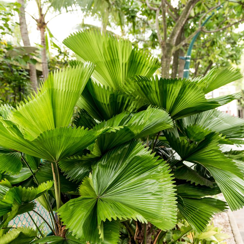 Licuala grandis - Waaierpalm (Blad)