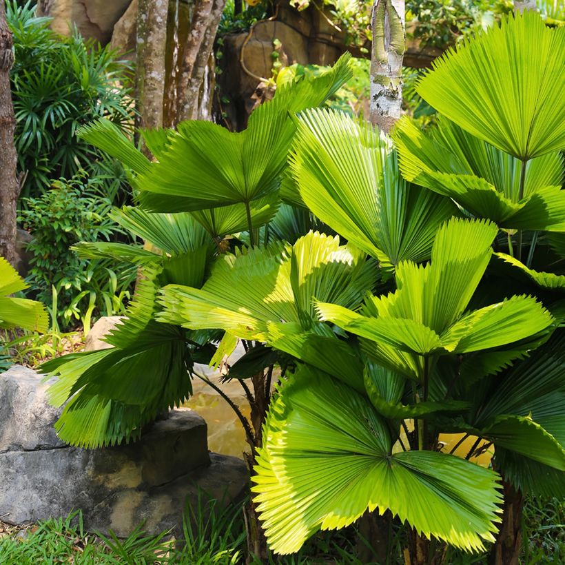 Licuala grandis - Waaierpalm (Groeiplaats)