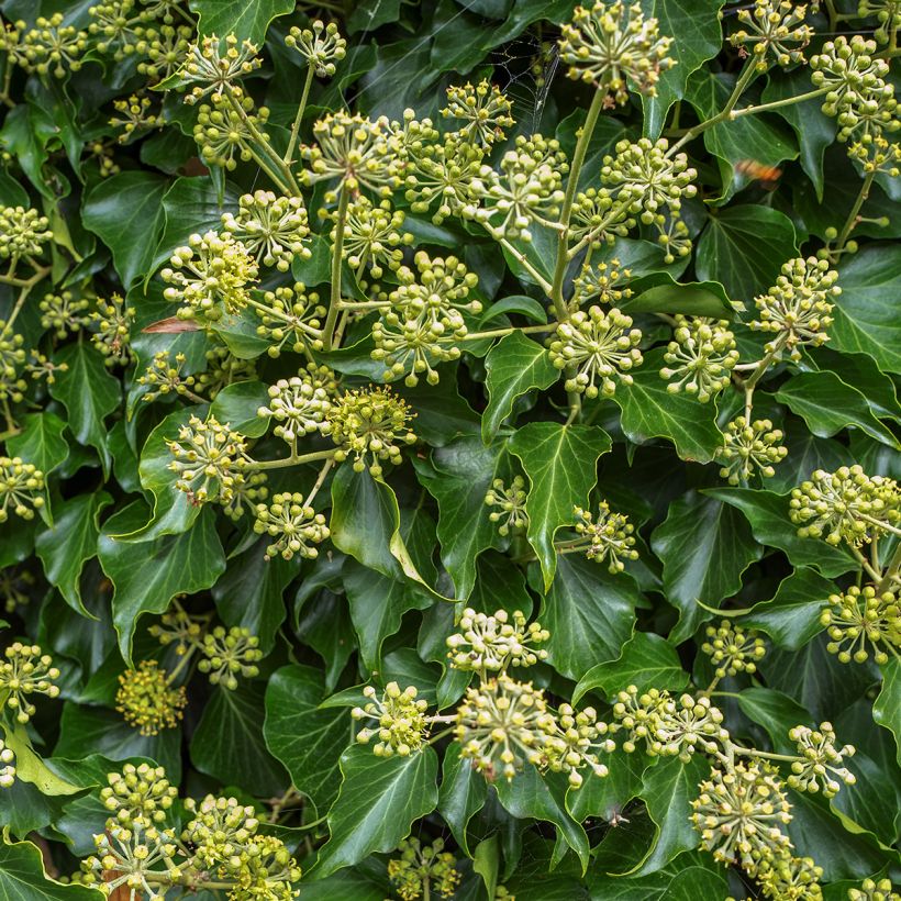 Hedera Arborescens - Klimop (Bloei)
