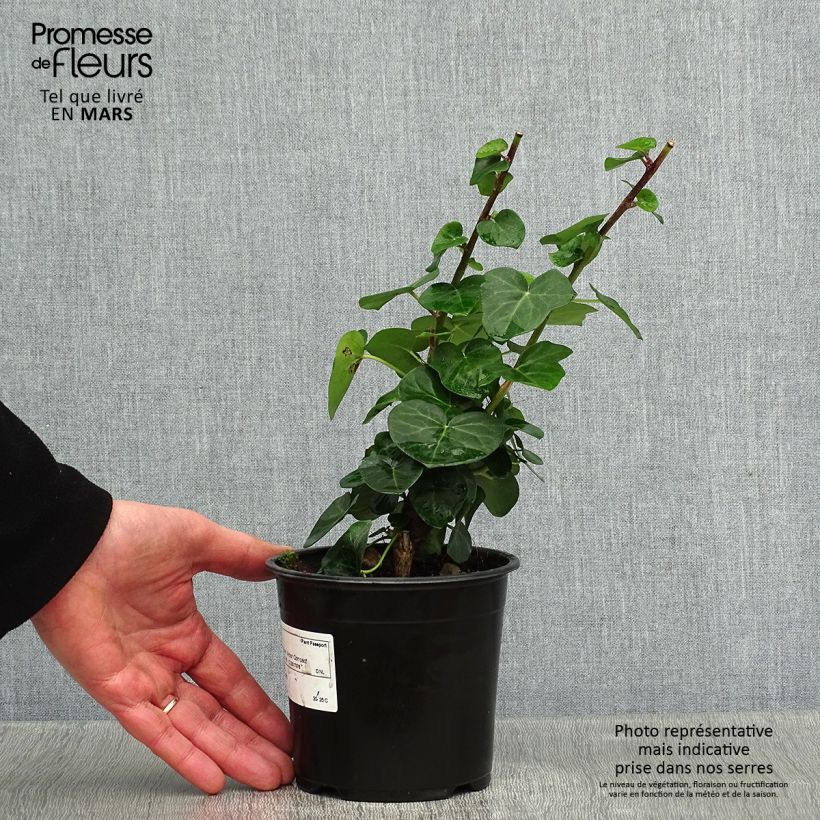 Example of Hedera Arbori Compact - Klimop Pot van 2 l/3 l as you get in hiver