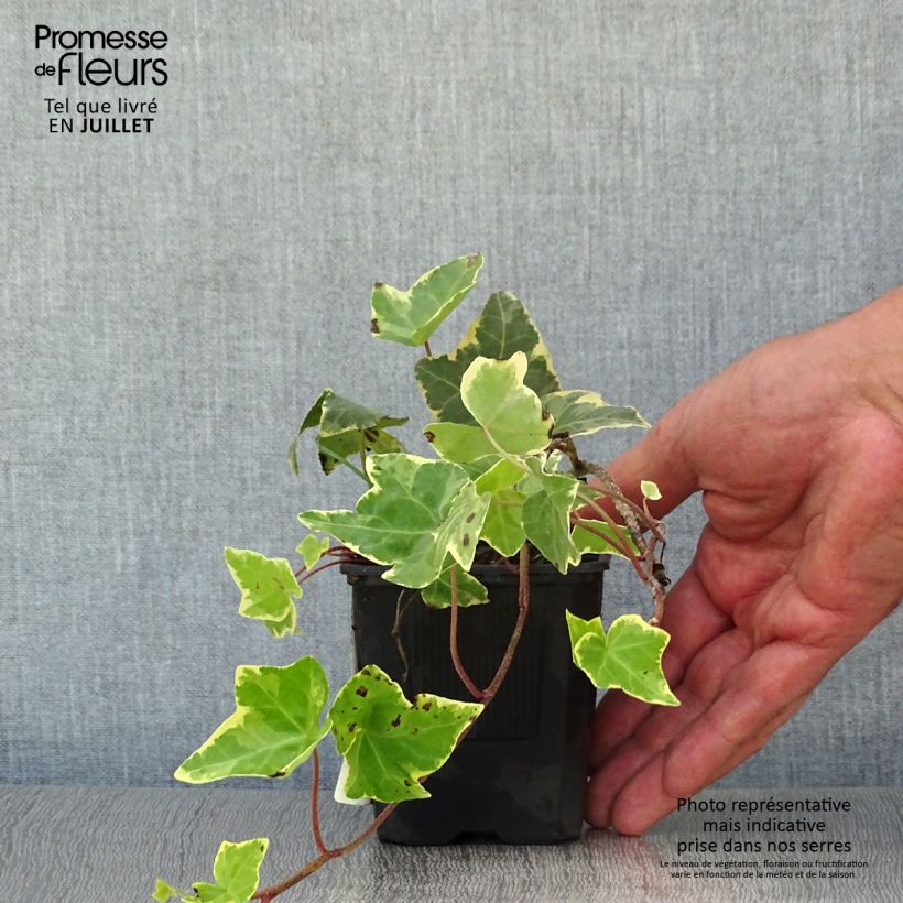 Exemplaar van Hedera Goldchild - Klimop Kweekpotje van 8/9 cm zoals geleverd in de zomer