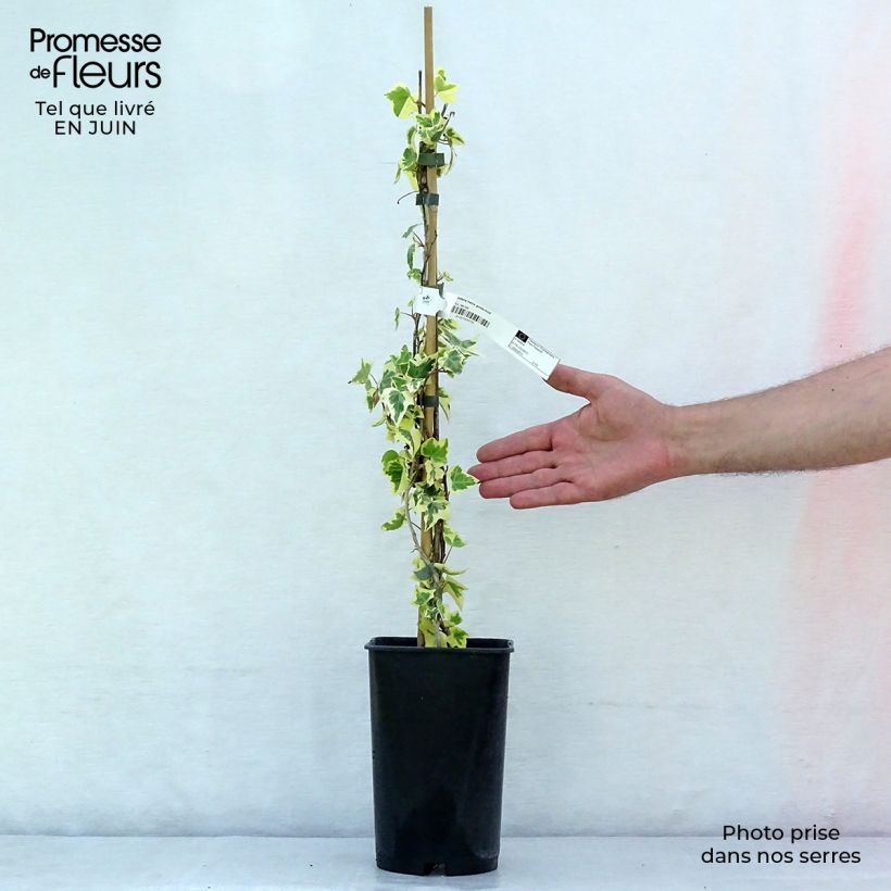 Exemplaar van Hedera Goldchild - Klimop Pot van 1,5 l/2 l zoals geleverd in de zomer