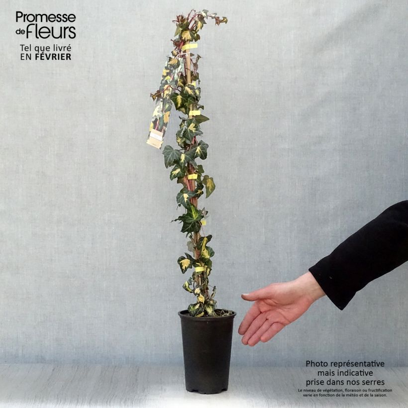 Example of Lierre commun - Hedera helix Goldheart Pot van 1,5 l/2 l as you get in hiver