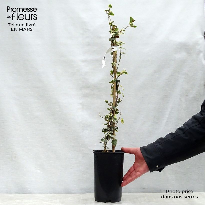 Exemplaar van Hedera Marginata Elegantissima - Klimop Pot van 2 l/3 l zoals geleverd in de lente