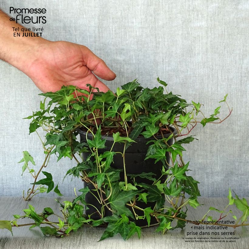 Exemplaar van Hedera Needlepoint - Klimop Pot van 2 l/3 l zoals geleverd in de zomer