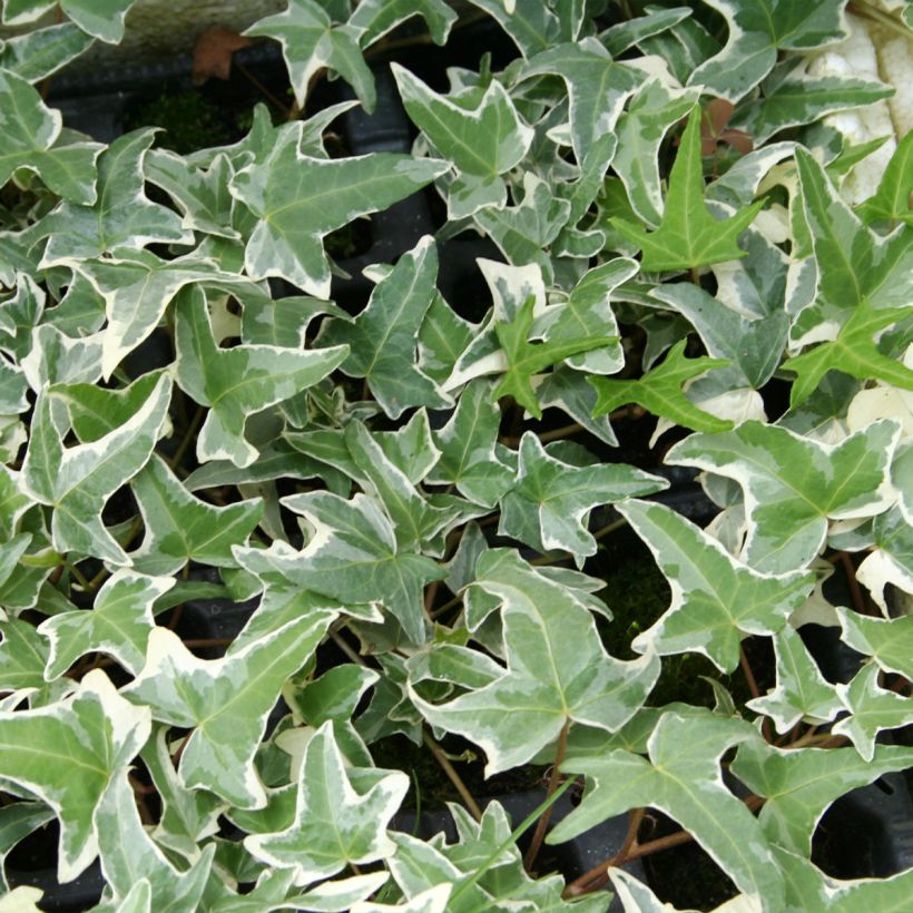 Hedera Sagittifolia Variegata - Klimop (Foliage)