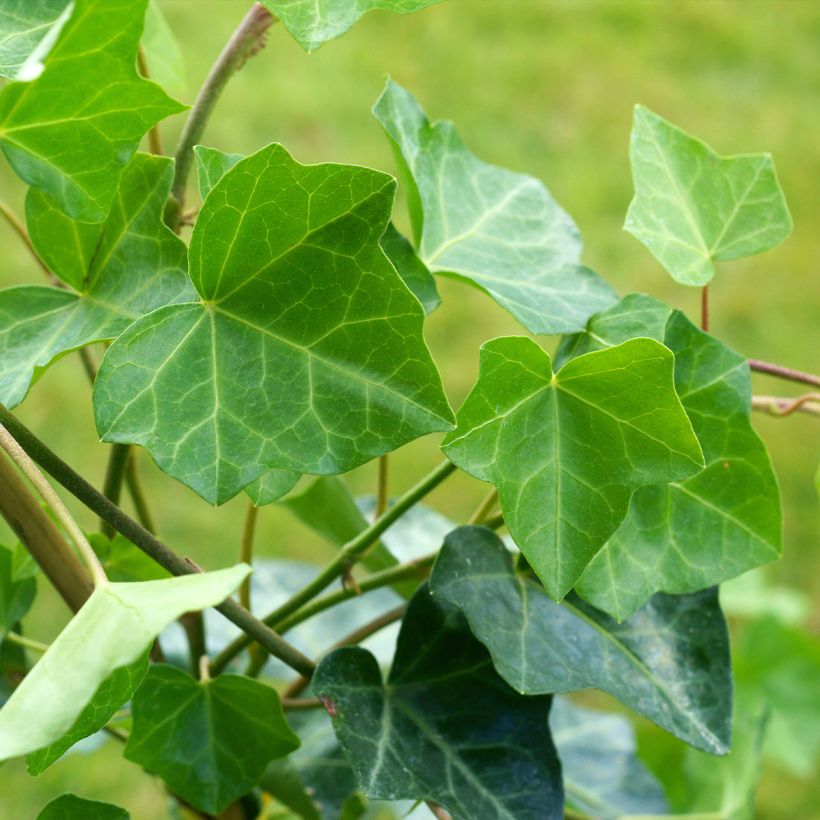 Hedera Woerner - Klimop (Foliage)