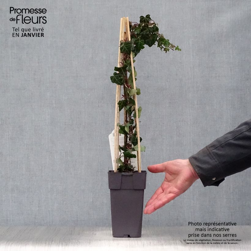 Example of Lierre commun - Hedera helix Pot van 1 l/1,5 l as you get in hiver