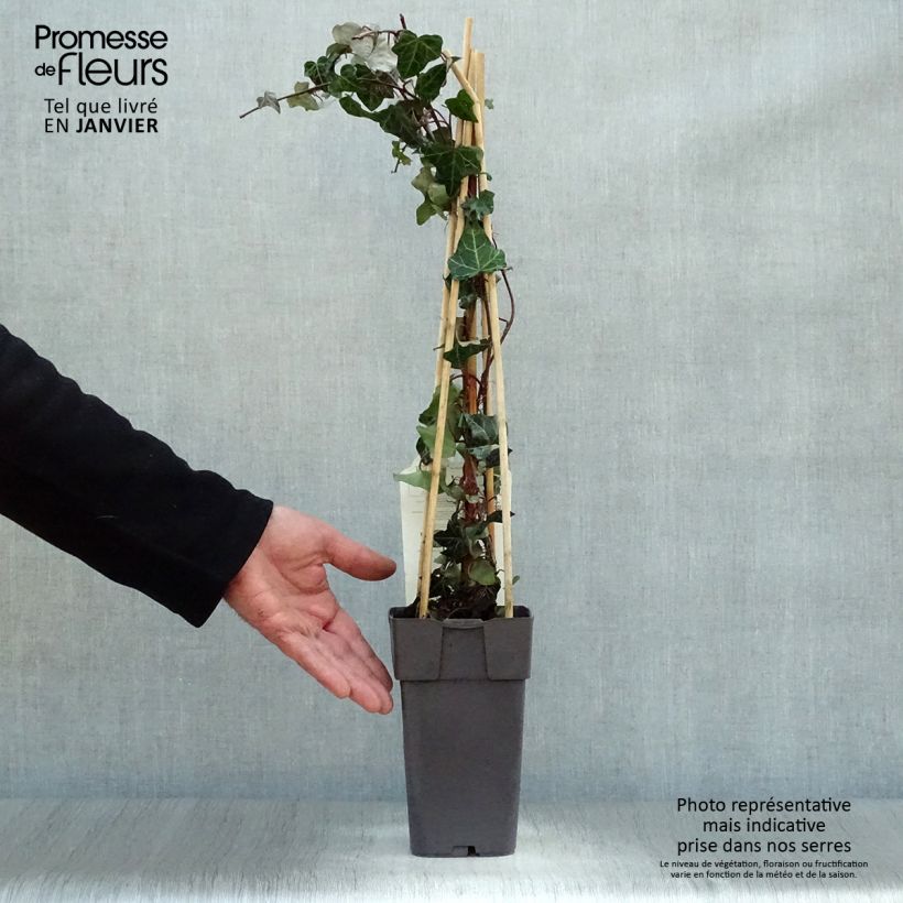 Example of Lierre commun - Hedera helix Pot van 2 l/3 l as you get in hiver