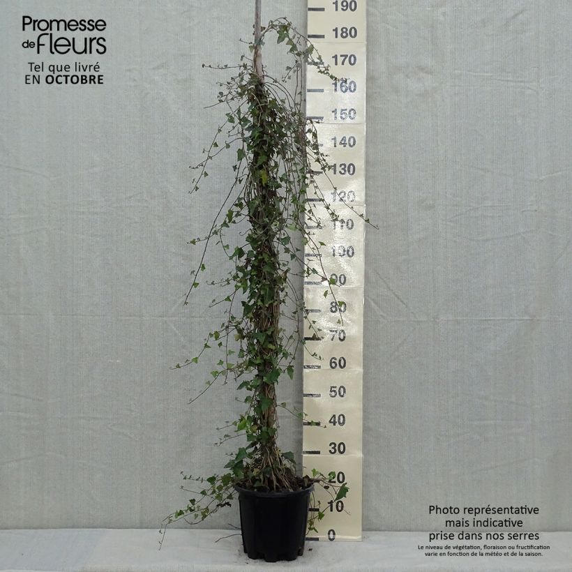 Exemplaar van Hedera helix - Gewone klimop Pot van 4 l/5 l zoals geleverd in de herfst
