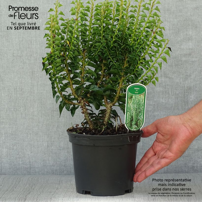 Exemplaar van Hedera Erecta - Klimop Pot van 2 l/3 l zoals geleverd in de herfst