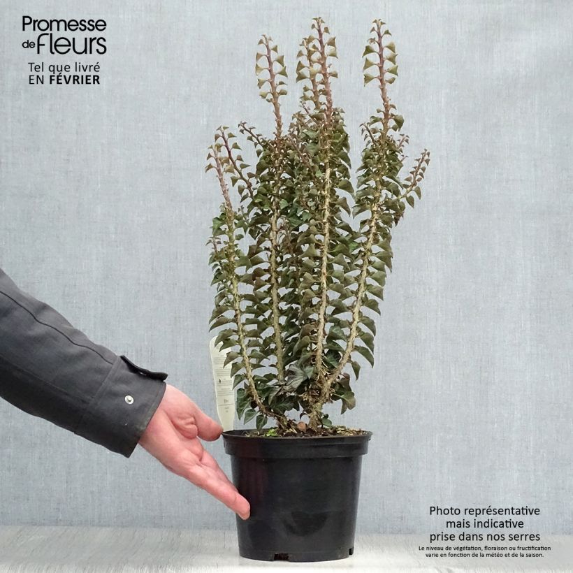 Exemplaar van Hedera Erecta - Klimop Pot van 2 l/3 l zoals geleverd in de winter