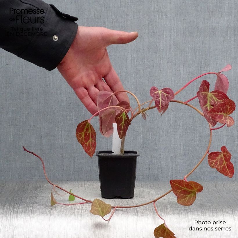 Example of Lierre couvre-sol Hedera Algerian Bellecour® Kweekpotje van 7/8 cm as you get in hiver