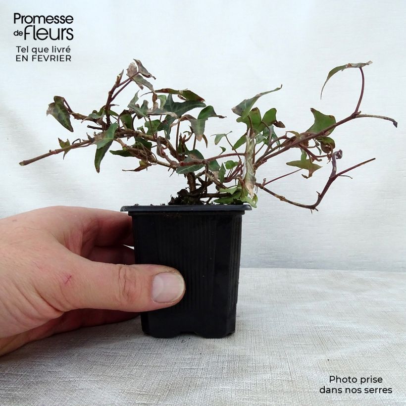 Example of Lierre d'ornement - Hedera helix Sagittifolia Kweekpotje van 8/9 cm as you get in hiver