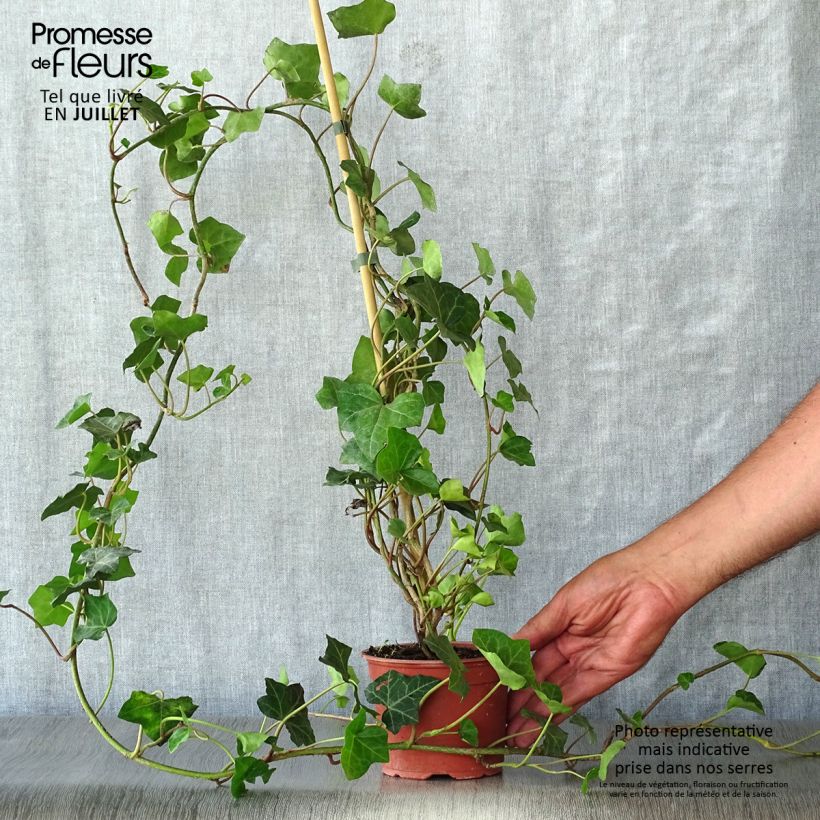 Exemplaar van Hedera hibernica - Ierse klimop Kweekpotje van 8/9 cm zoals geleverd in de zomer