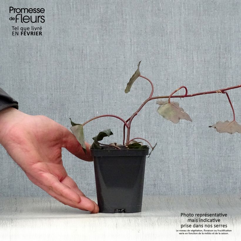 Example of Hedera hibernica - Ierse klimop Kweekpotje van 8/9 cm as you get in hiver