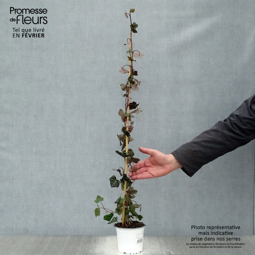 Example of Hedera hibernica - Ierse klimop Pot van 1 l/1,5 l as you get in hiver