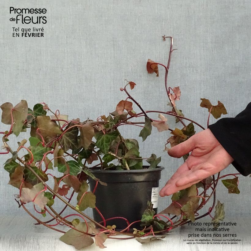 Example of Hedera hibernica - Ierse klimop Pot van 2 l/3 l as you get in hiver