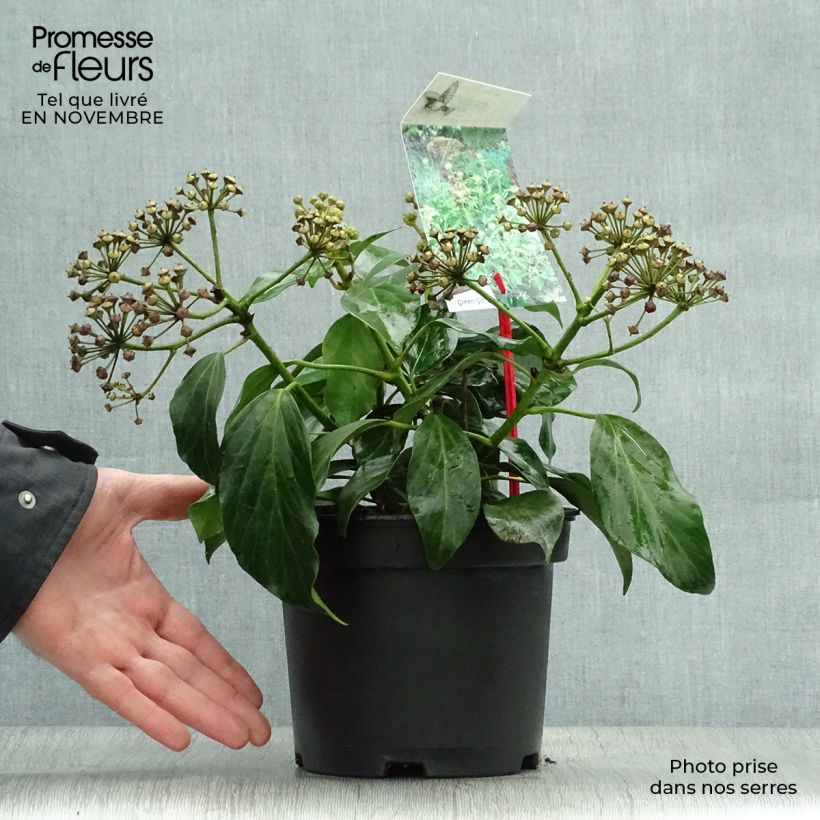 Exemplaar van Hedera colchica Arborescens - Colchische klimop Pot van 2 l/3 l zoals geleverd in de herfst