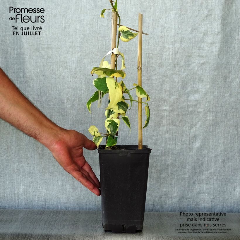 Exemplaar van Hedera colchica Dentata Variegata - Colchische klimop Pot van 2 l/3 l zoals geleverd in de zomer