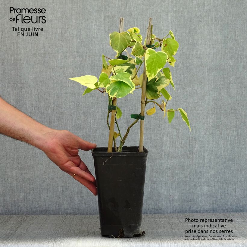 Exemplaar van Hedera colchica Dentata Variegata - Colchische klimop Pot van 2 l/3 l zoals geleverd in de lente