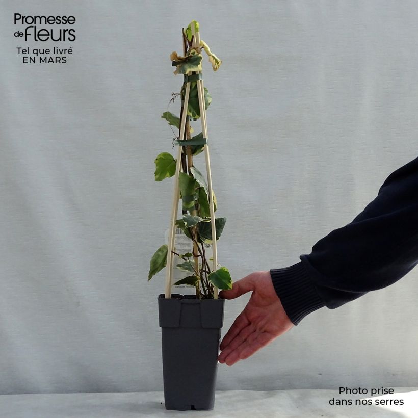 Exemplaar van Hedera colchica Dentata Variegata - Colchische klimop Pot van 1 l/1,5 l zoals geleverd in de lente