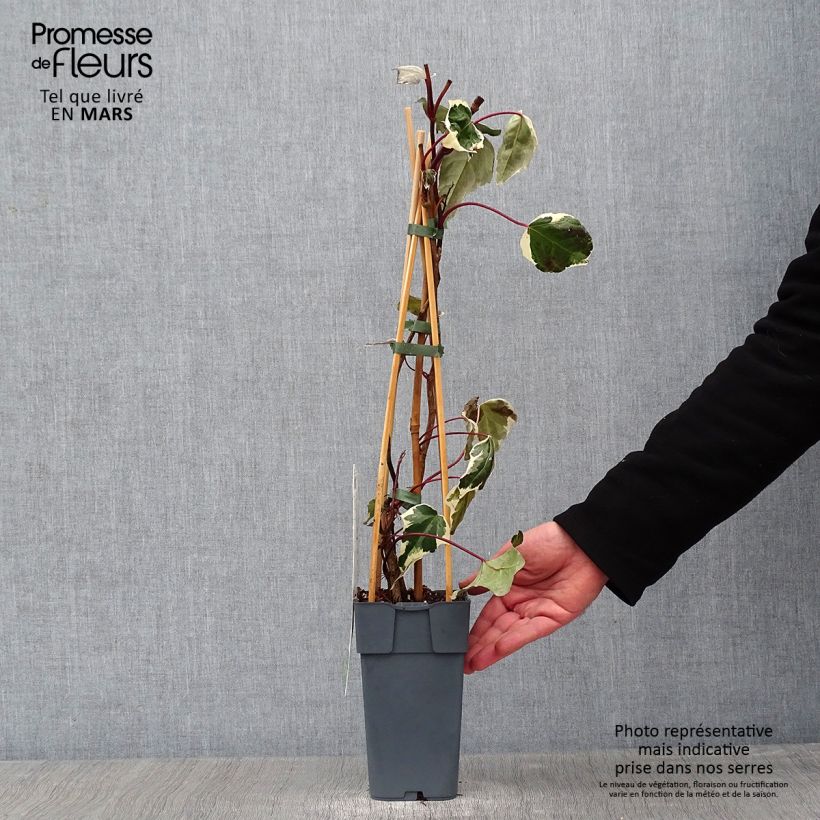 Example of Hedera colchica Dentata Variegata - Colchische klimop Pot van 1 l/1,5 l as you get in hiver