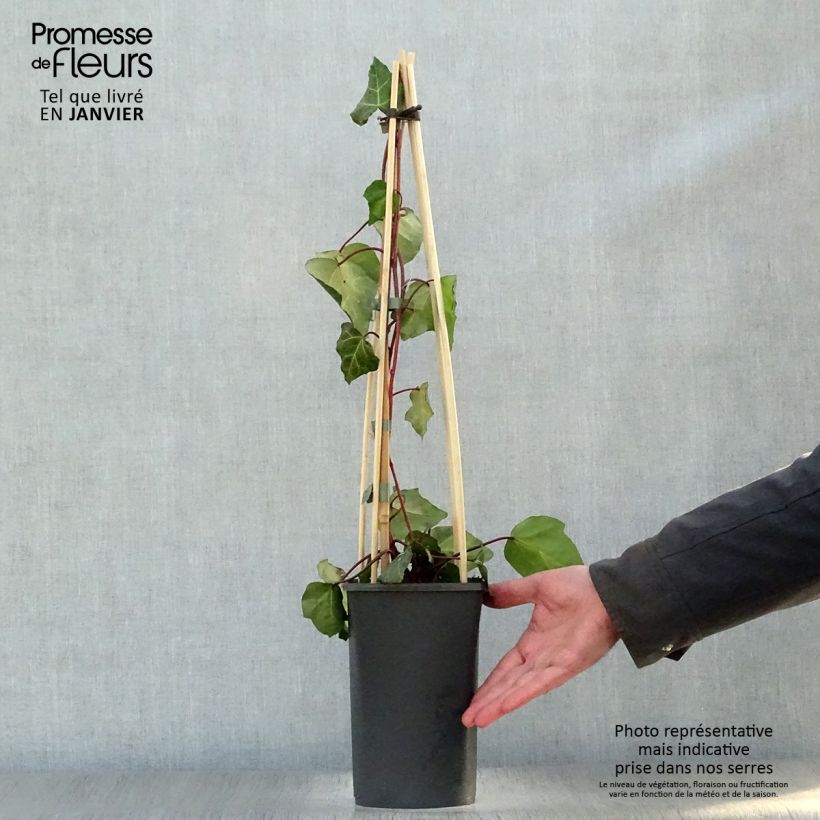 Example of Lierre de Colchide - Hedera colchica Sulphur Heart Pot van 1,5 l/2 l as you get in hiver