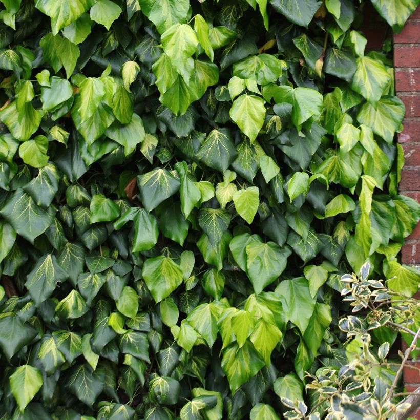 Hedera colchica Sulphur Heart - Colchische klimop (Groeiplaats)