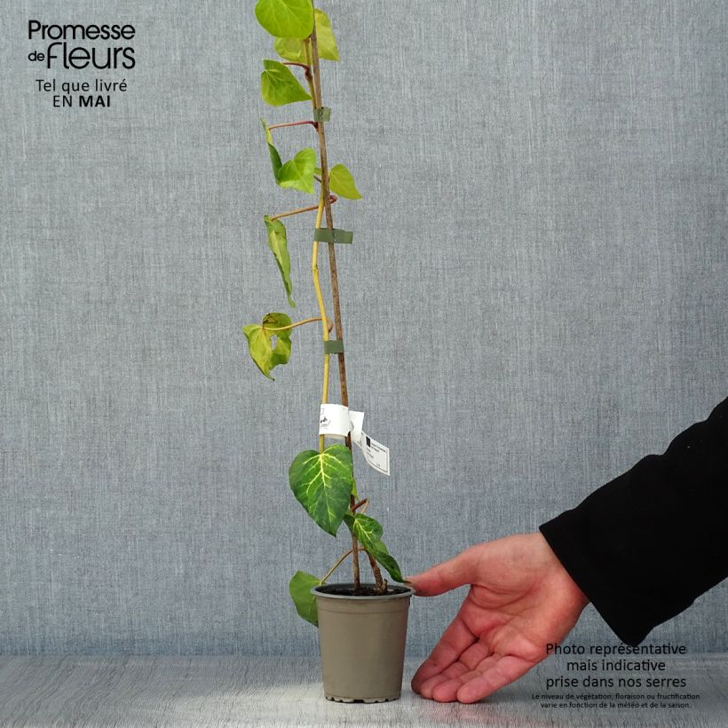 Exemplaar van Hedera colchica Sulphur Heart - Colchische klimop Kweekpotje van 8/9 cm zoals geleverd in de lente